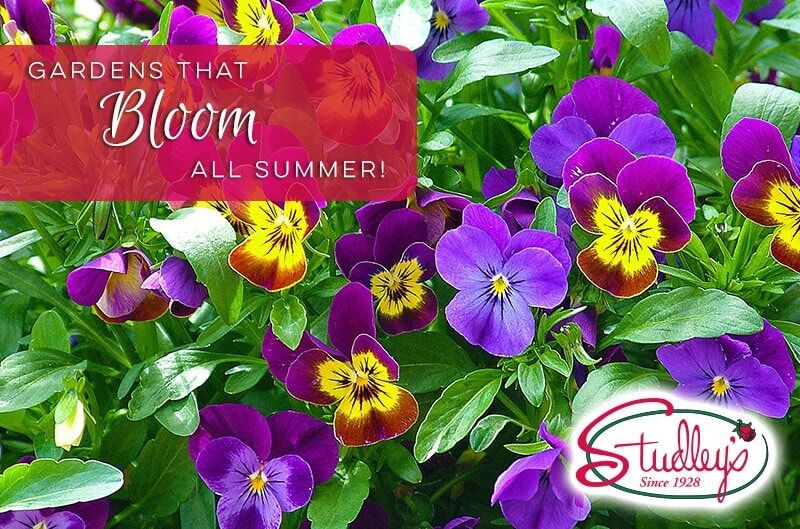 plants that bloom all summer