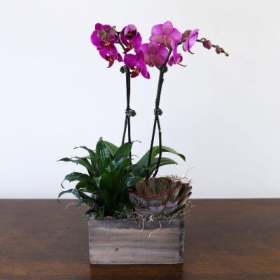 Orchid Oasis Garden